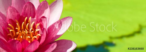 image of beautiful Lotus flower in water close-up - 901155689