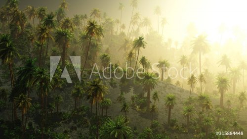 Jungle in the fog, palm trees in the haze, morning