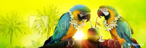 Parrots drinking - 901155724