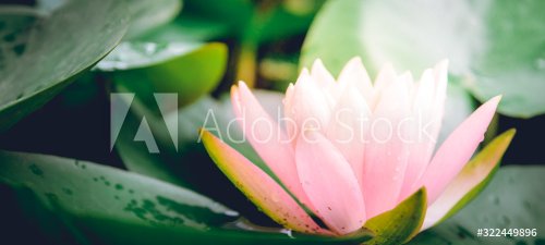 pink water lily in pond - 901155685