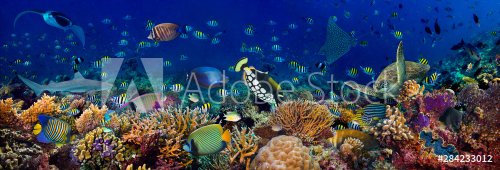 underwater coral reef landscape wide 3to1 panorama background in the deep blu... - 901155720