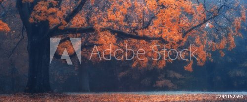 autumn maple tree - 901156018