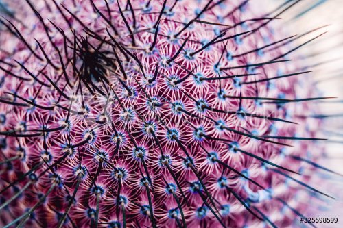 closeup agave cactus, abstract natural pattern