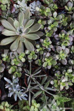 Collection of small decorative succulents in pots. - 901155828