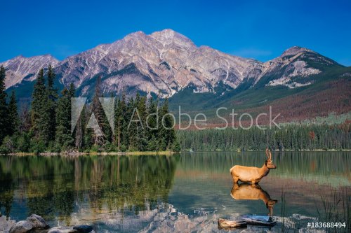 Elk at Pyramid Lake