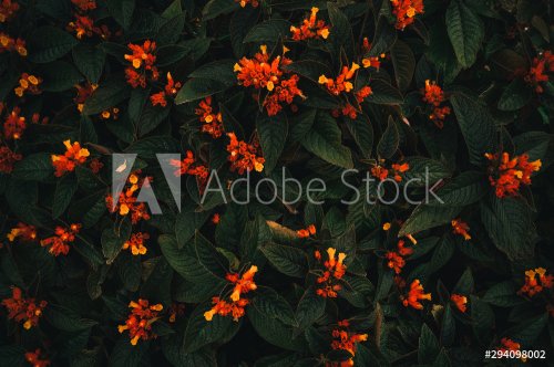 Foliage of tropical leaf in dark green with flower, abstract nature background.