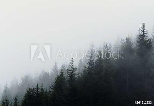 Forest in fog - 901155869