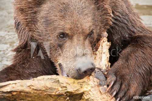 Grizzly bear on the prowl - 901155972