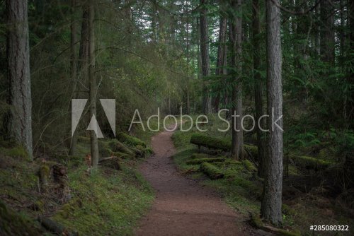 Hiking trail through lush Pacific Northwest forest - 901155874