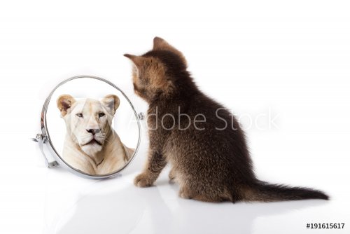 kitten with mirror on white background. kitten looks in a mirror reflection o... - 901155855