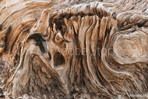 Meandering texture of dry driftwood up shot.