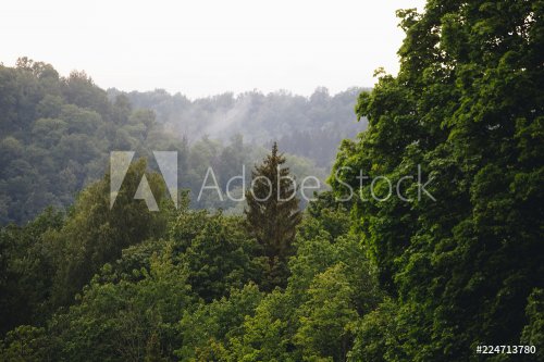 Moody green mountain forest with fog in the background