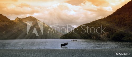 Moose in a mountain lake (waterton lake, alberta, canada) - 901156004