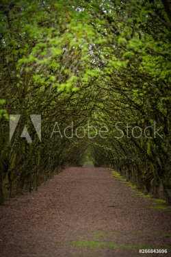 Rural path through lush green tunnel of filbert trees
