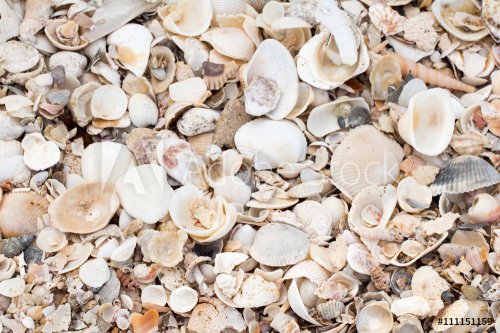 Shells on the beach texture background - 901155941