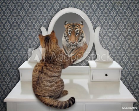 The cat looks at his reflection in the mirror. It sees a tiger there. - 901155857