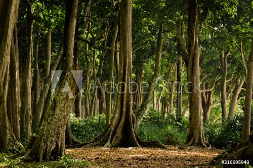 Tropical Forest on Havelock Island, Andaman and Nicobar Islands, India