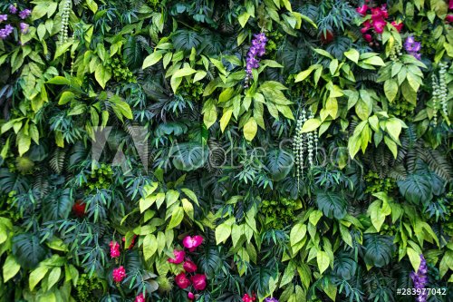 Tropical leaves and flowers background. Nature background of vertical garden ... - 901155835
