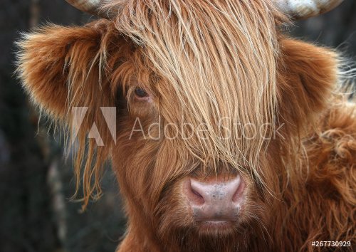 Scottish Highland Cow, Highlander, Scotland - 901156024