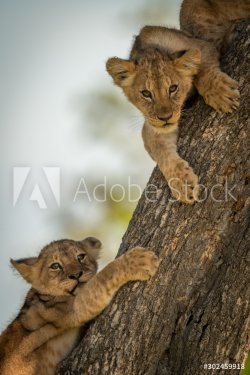 Close-up of two lion cubs on tree - 901156151