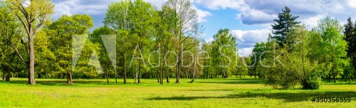 forest on a beautiful sunny day - 901156098