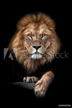 Lion King - 901156145