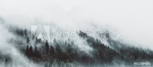 Moody forest landscape with fog and mist - 901156190