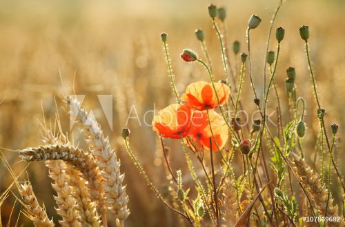 Poppy field, poppy in wheat and in the company of wild flowers