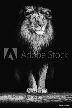 Portrait of a beautiful lion and copy space. Lion in dark - 901156146