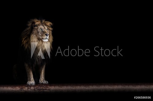 Portrait of a beautiful lion and copy space. Lion in dark - 901156147
