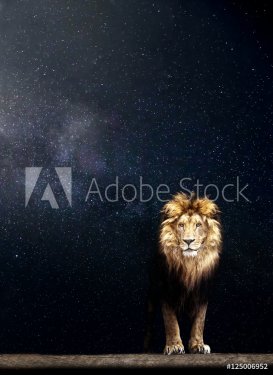 Portrait of a Beautiful lion, lion in the starry night - 901156148