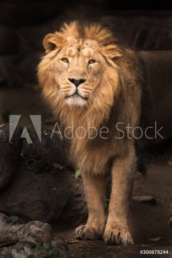 proud lion dark background. Lion is a large predatory strong and beautiful cat with a magnificent mane of hair.