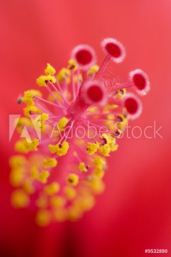 A background with a closeup view of beautiful red flowers. - 900636543