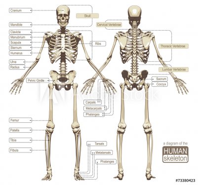 A diagram of the human skeleton