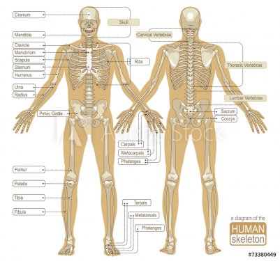 A diagram of the human skeleton - 901145832