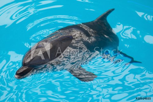 A dolphin looking up - 900636398