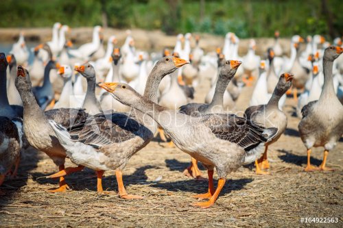 A group of geese on the poultry farm.