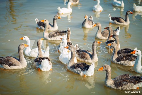 A group of geese on the poultry farm. - 901150280