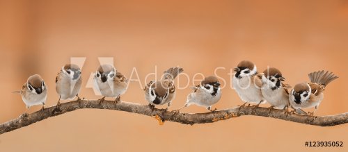 a lot of little funny birds sitting on a branch in Sunny weather - 901150299