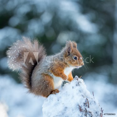 A young squirrel kitten exploring the forest - 901143780