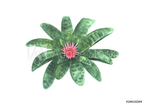 Aechmea fasciata flower - 901153682
