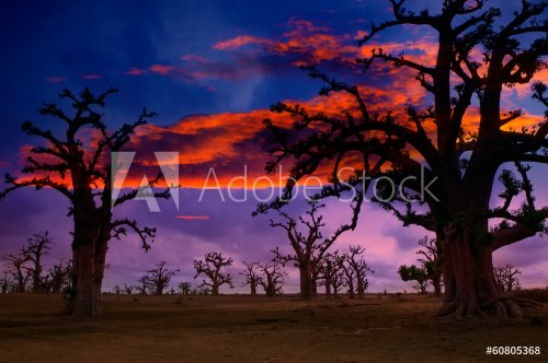 Africa sunset in Baobab trees colorful - 901141295