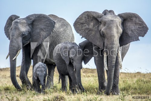 African Elephant! - 901151795