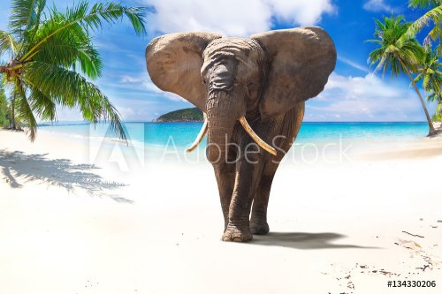 African elephant walking on tropical beach - 901148530