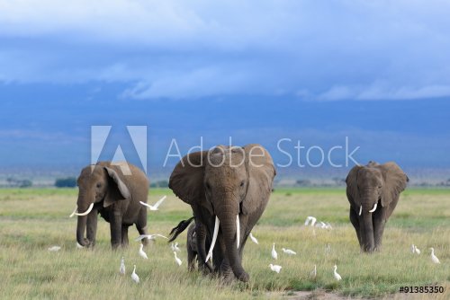 African elephants / Kenya