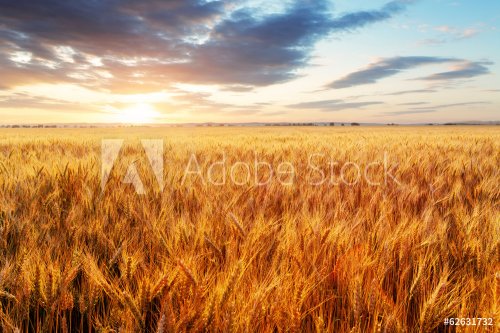 Agriculture industry, Wheat field at sunset