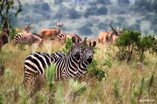 Akagera National Park in Rwanda - 900626400