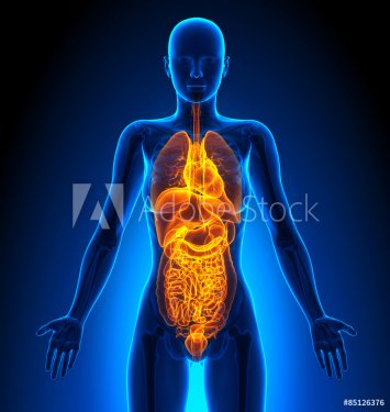 All - Female Organs - Human Anatomy - 901145781