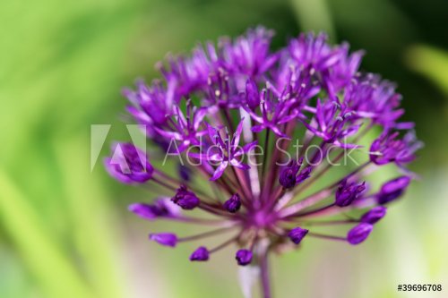 Allium flower - 901138263