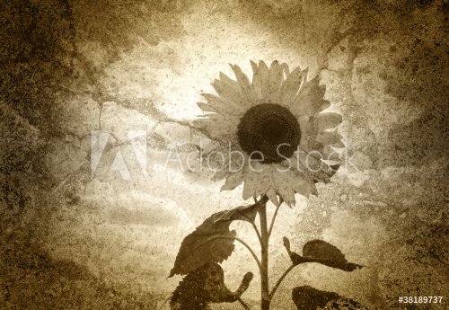 Altes Foto - Die Sonnenblume - 900623052